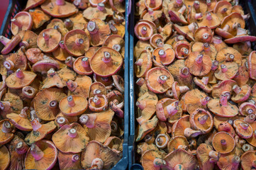 Fresh mushrooms in a market