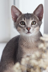 Abyssinian domestic kitten sitting by the window