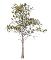 Tree isolated on transparent background with clipping path and alpha channel