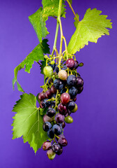 Vibrant Grapes on the Vine Against Purple Backdrop