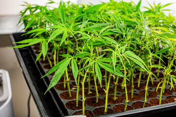 Massive Indoor CANNABIS grow Facility