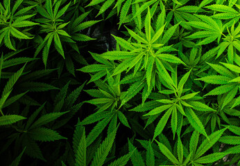 Massive Indoor CANNABIS grow Facility