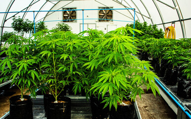 Massive Indoor CANNABIS grow Facility