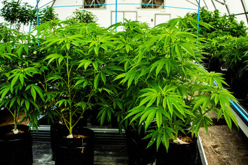 Massive Indoor CANNABIS grow Facility