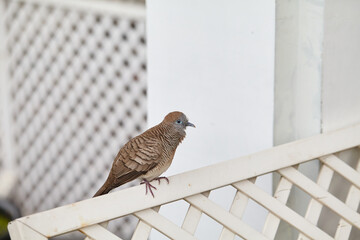 Close-up view of pigeon perching on fence