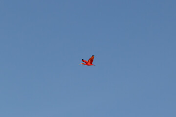 Single ibis bird in flight in the sky spread wings