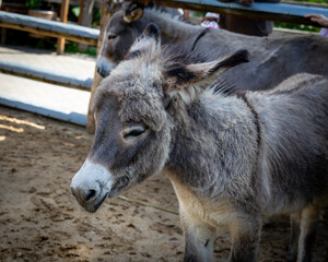 Fototapeta premium Donkey portrait at the zoo