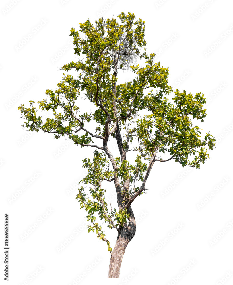 Poster tree isolated on transparent background with clipping path and alpha channel