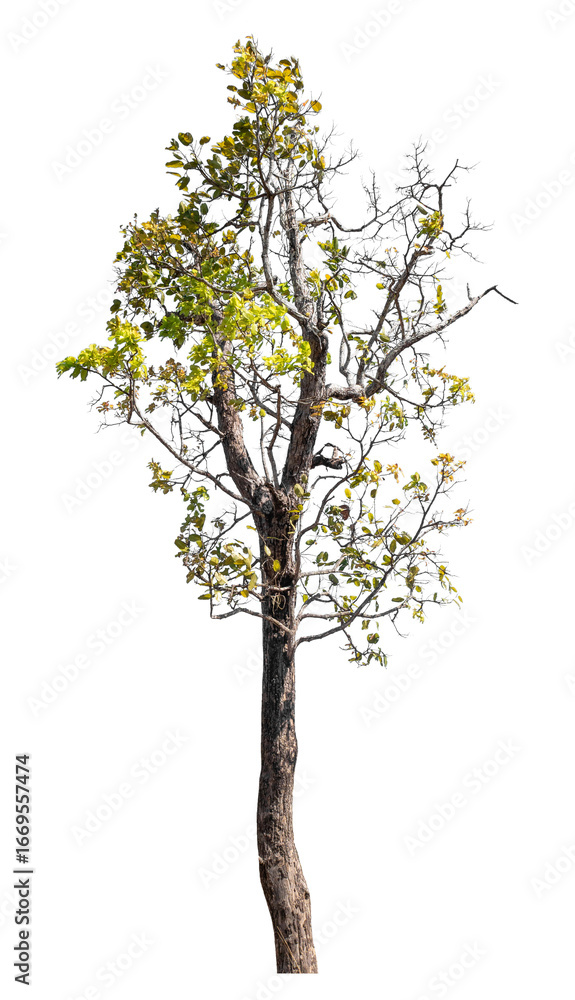Poster tree isolated on transparent background with clipping path and alpha channel