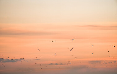Sunset on the Atlantic coast. A pastel-colored sky and black silhouettes of coastal birds.

