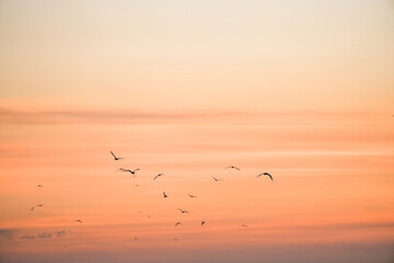 Sunset on the Atlantic coast. A pastel-colored sky and black silhouettes of coastal birds.
