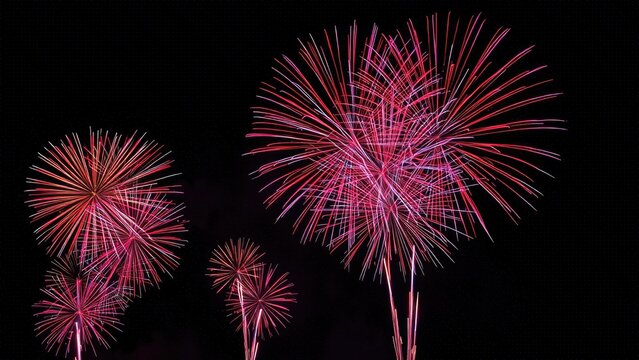 Vibrant red and pink fireworks exploding in night sky
