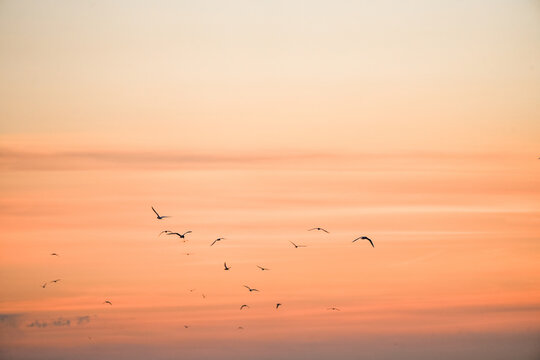 Sunset on the Atlantic coast. A pastel-colored sky and black silhouettes of coastal birds.