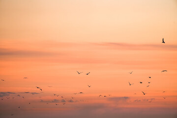 Sunset on the Atlantic coast. A pastel-colored sky and black silhouettes of coastal birds.

