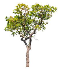 Fototapeta premium Tree isolated on transparent background with clipping path and alpha channel