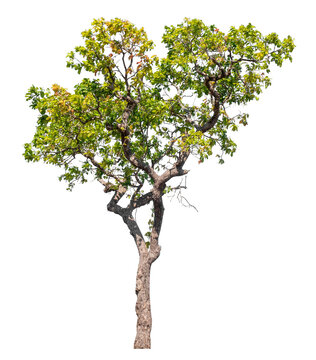 Tree isolated on transparent background with clipping path and alpha channel