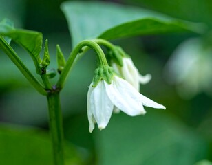 White Pepper Flower Blooming in Garden