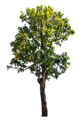 Tree isolated on transparent background with clipping path and alpha channel