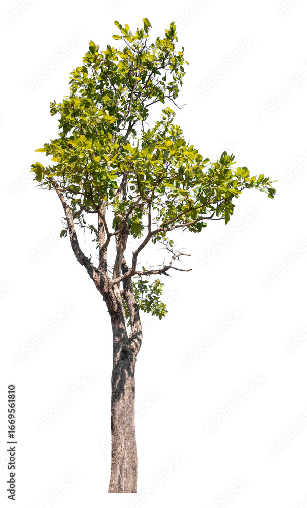 Poster tree isolated on transparent background with clipping path and alpha channel