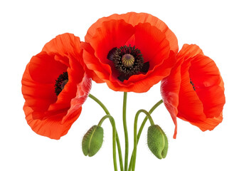 Obraz premium Three vibrant red poppy flowers isolated on transparent background