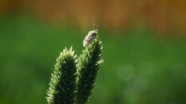 A insect Dolycoris baccarum (shield bug or stink bug, belonging to the family Pentatomidae) on the wild grass plant, close up footage