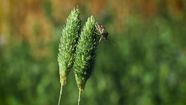 A insect Dolycoris baccarum (shield bug or stink bug, belonging to the family Pentatomidae) on the wild grass plant, close up footage