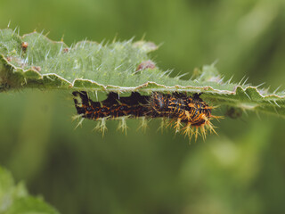 Polygonia c-album