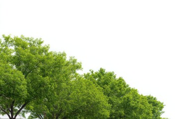 Fototapeta premium Row of lush, vibrant green treetops against a stark white background, perfect for design overlay or graphic element