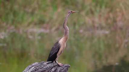 African darter or snakebird (Anhinga rufa) perched on tree log next to water