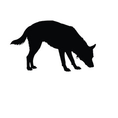 A black silhouette of a wolf sniffing the ground with its tail up