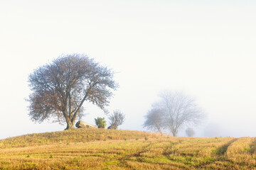Fototapeta premium Tree on a hill at a field in the countryside at autumn
