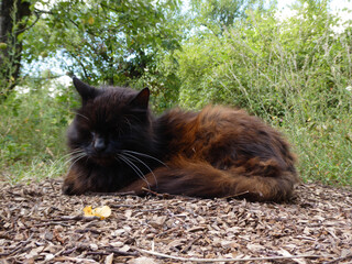 Fluffy black cat resting on mulch.