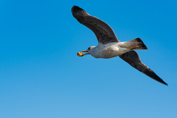 seagull over bosphorus strait in istanbul Türkiye