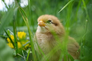 A curious baby chick looking up from the tall green grass in a field, on a sunny day.