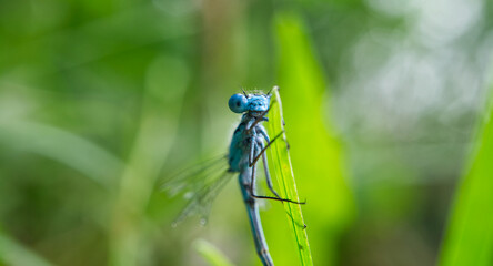 A striking blue dragonfly resting on a blade of green grass in the sunlight.