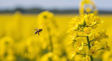 Obraz premium A honey bee hovering near bright yellow rapeseed flowers in a large field. Pollination and biodiversity concept for agriculture.