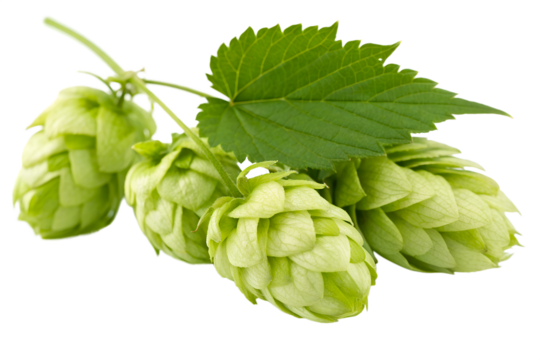 Fresh Green Hop Cones with Leaf on Transparent Background