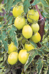 A tomato bush with large green fruits hanging from branches surrounded by leaves. The photo conveys an atmosphere of anticipation and natural growth.