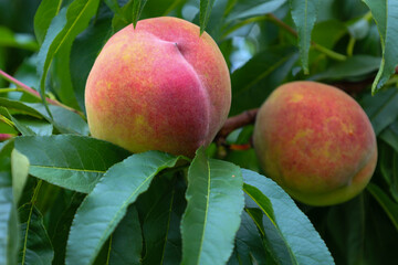 Two ripe peaches with a red and yellow blush hang on a branch among green leaves. The photo conveys a sense of juiciness and freshness of a summer harvest.