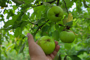 ​A hand holds a large green apple on an apple tree branch surrounded by leaves. The photo conveys a sense of harvest, naturalness, and freshness, highlighting the simplicity and beauty of rural life.