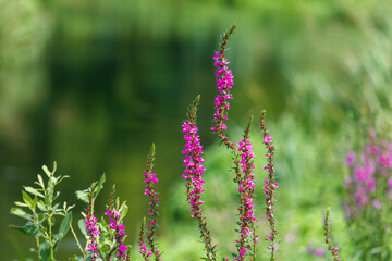 A bunch of purple flowers are growing in a field