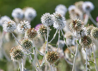 A bunch of flowers with a few purple flowers in the middle