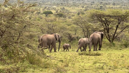 Fototapeta premium Addo Elephant Park South Africa, Family of Elephants in Addo elephant park, a large group of African Elephants