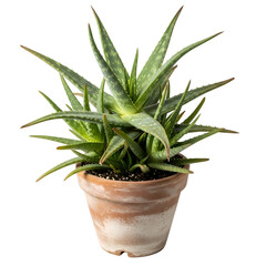Aloe Vera Plant Grows in Terracotta Pot on Transparent Background, Healthy Plant, Indoor