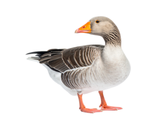 Realistic Goose PNG – Full-Body Bird Isolated on White Background (2)