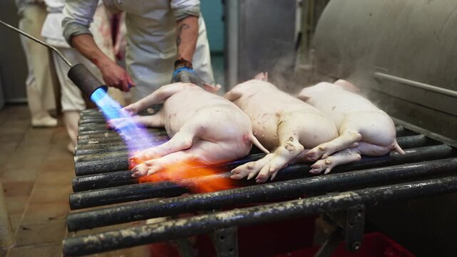 Butcher wearing white uniform and boots is burning pig's hair with a torch in a slaughterhouse processing line, preparing the carcass for further processing