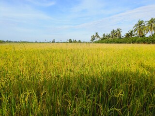 The rice fields, bright yellow contrasting with the sky.