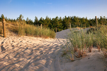 Wydmy. Morze bałtyckie. trawa. Las