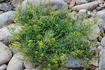 Rorippa sylvestris. Creeping yellow-cress or yellow field cress.