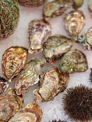 Oysters and sea urchins are sold at a fish market in Bergen